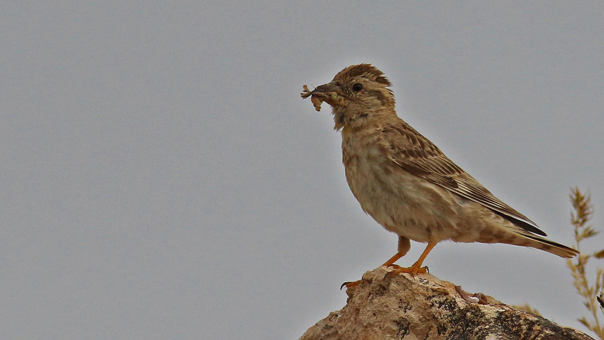 Rock Sparrow